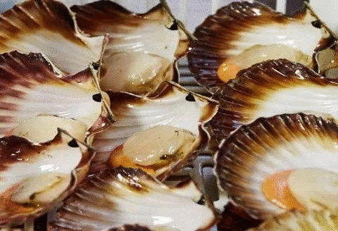 gif scallops stanley bay cmg introduces idea plus recipe great method steamed fish